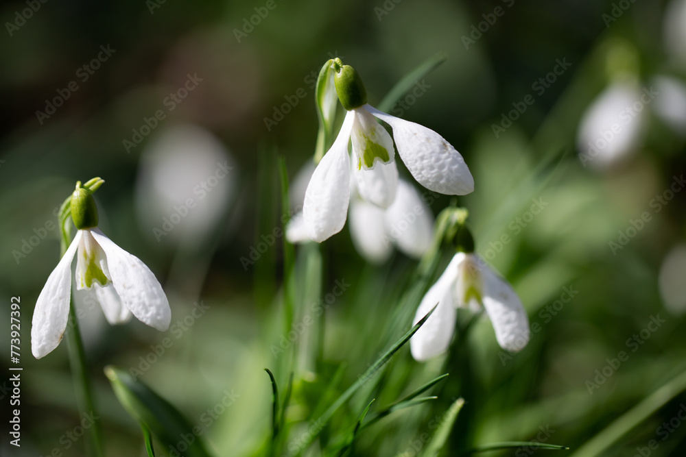 Beautiful flowers of the Galanthus nivalis snowdrop in spring against a forest background on a sunny day. Beautiful flowers of the Galanthus nivalis snowdrop in spring against a forest background on a sunny day.
