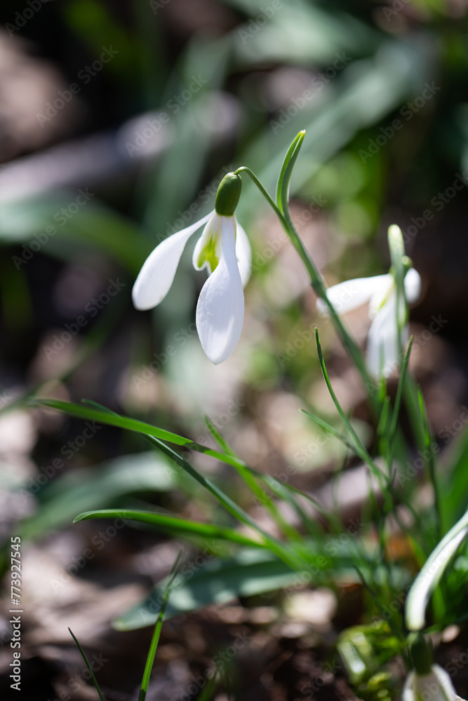 Beautiful flowers of the Galanthus nivalis snowdrop in spring against a forest background on a sunny day. Beautiful flowers of the Galanthus nivalis snowdrop in spring against a forest background on a sunny day.
