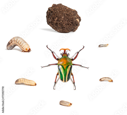 Life cycle of flamboyant flower beetle, eudicella gralli, beetle on white photo