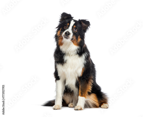 Sitting tricolor American Shepherd dog looking up, isolated on white
