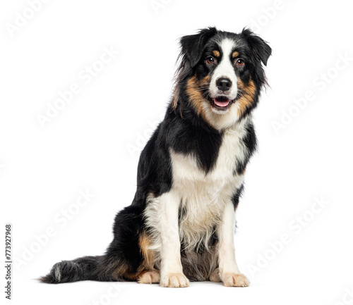 Sitting and panting tricolor Australian Shepherd looking at the camera, isolated on white