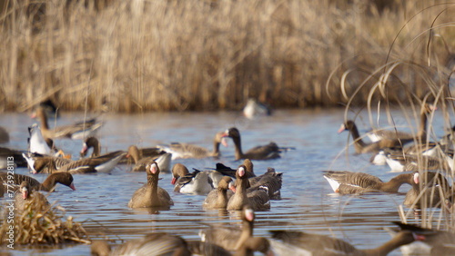 A flock of wild geese swims on the lake. Close-up. The greater white-fronted goose (Anser albifrons) is a species of goose that is closely related to the smaller lesser white-fronted goose.