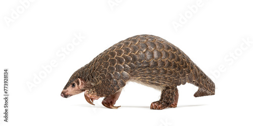 Full side view of a single ten months old Chinese pangolin, Manis pentadactyla, an endangered species, isolated on a white background photo