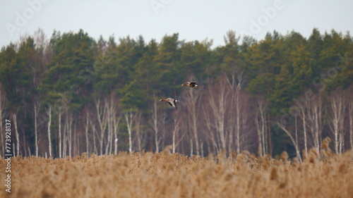 Two geese are flying against the background of a forest over the reeds. The greater white-fronted goose (Anser albifrons) is a species of goose. 