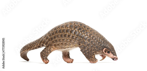 ten months old pangopup  Chinese pangolins  Manis pentadactyla  isolated on white