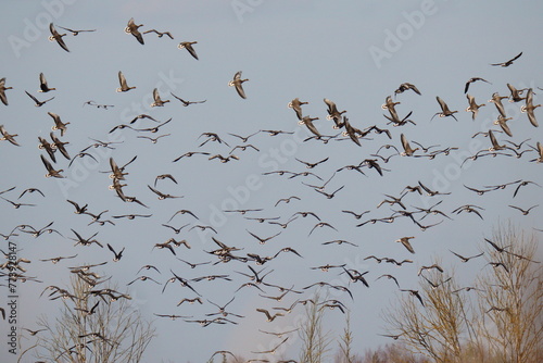 Many geese of different species are flying against the blue sky. Most of these birds: the bean goose (Anser fabalis) and the greater white-fronted goose (Anser albifrons).