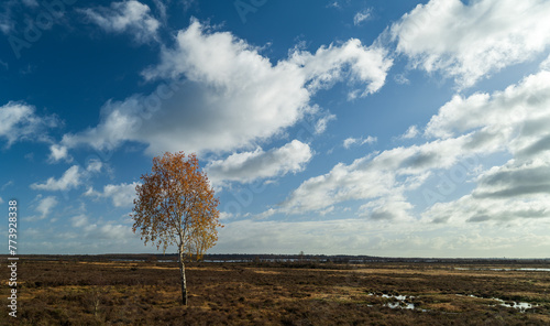 Schilderij op canvas landscape with a tree