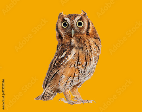 Tropical screech owl, Megascops choliba, looking at the camera, isolated on orange