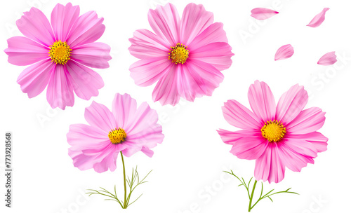 Set of pink cosmos flowers and petals on a transparent background.