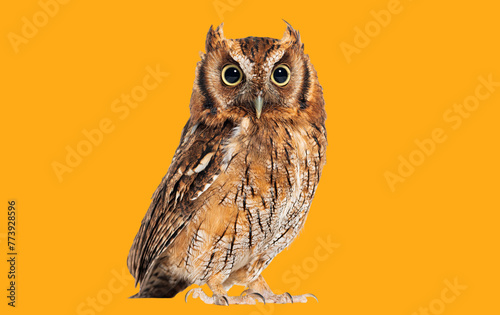 Tropical screech owl, Megascops choliba, looking at the camera, isolated on orange