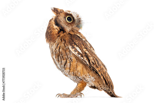 Side view of a Tropical screech owl, Megascops choliba, looking back, isolated on white