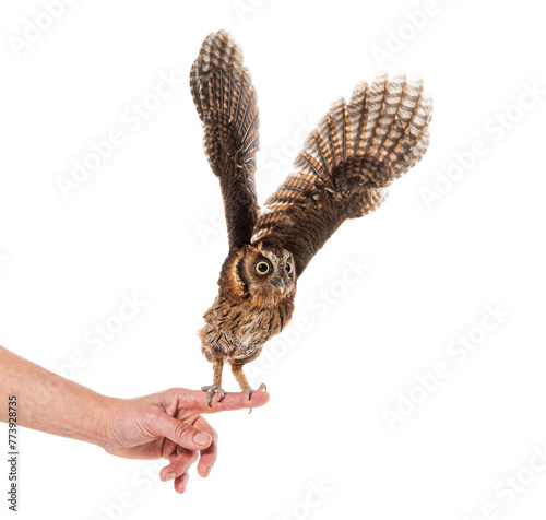 Trained owl taking flight from human hand, isolated on white photo