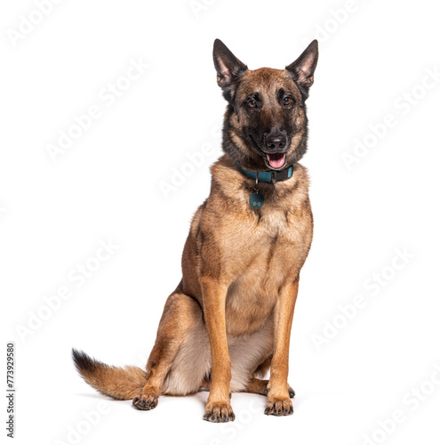 Well-trained belgian malinois dog sits attentively  isolated on white