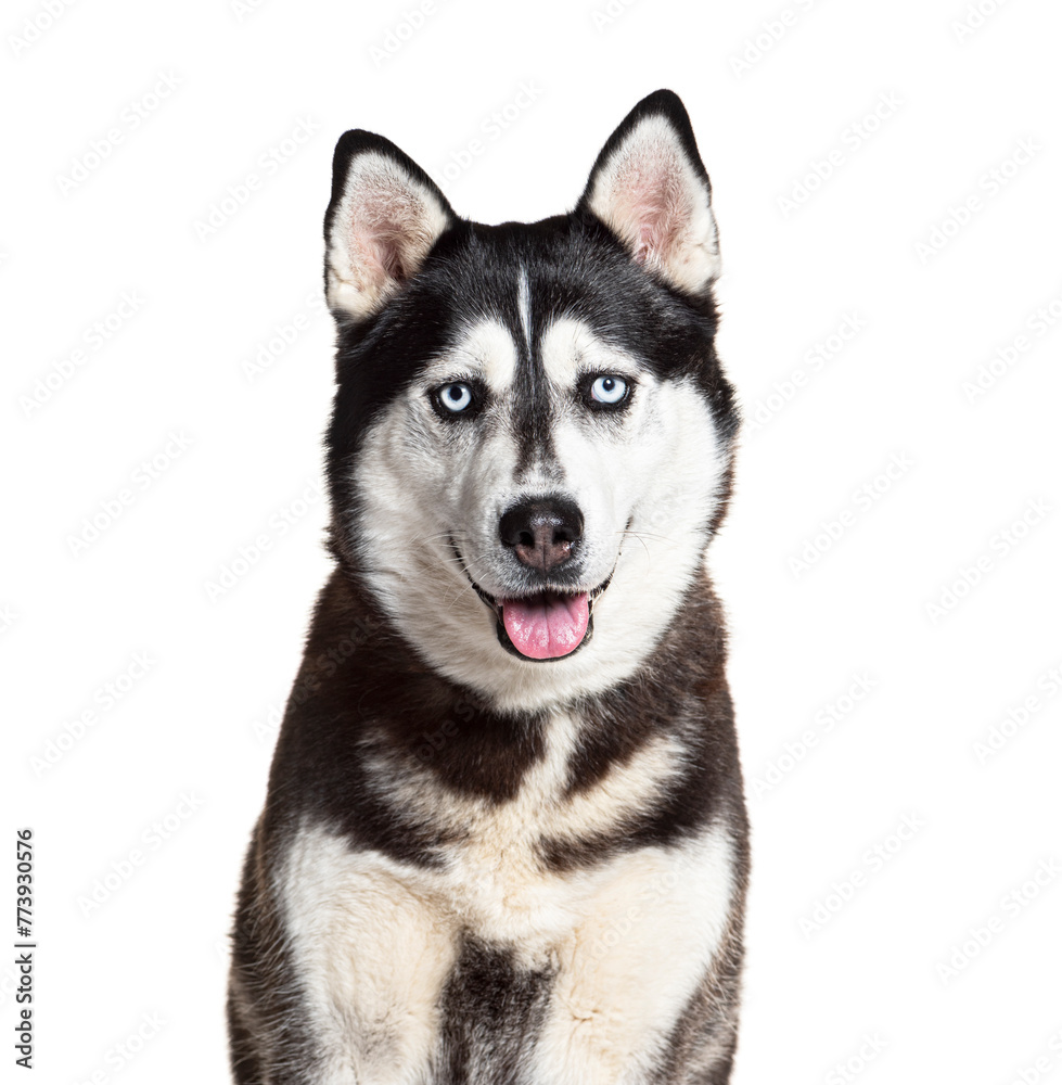 Portrait of a Siberian Husky panting and facing at the camera, isolated on white Portrait of a Siberian Husky panting and facing at the camera, isolated on white