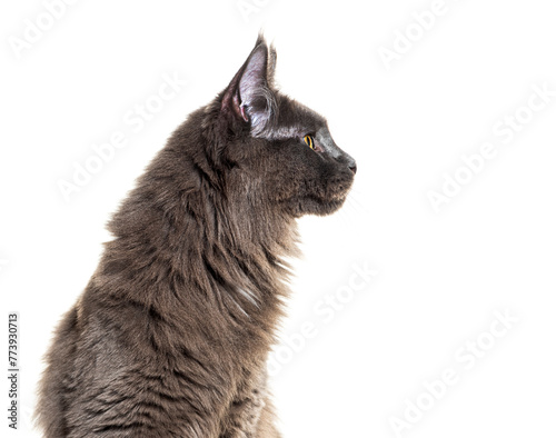 Head shot, side view portrait of a grey Maine coon cat looking away, isolated on white © Eric Isselée