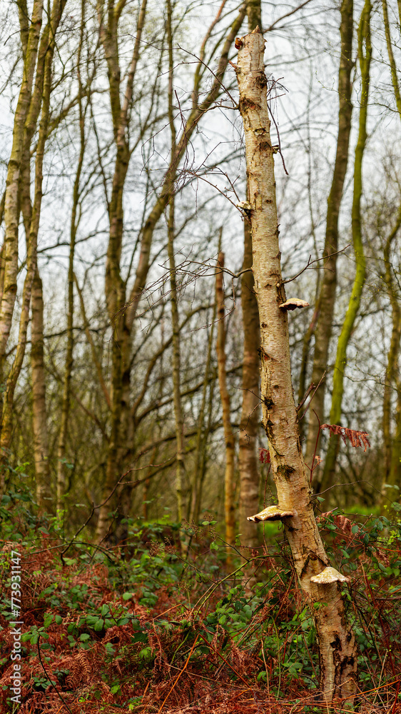Obraz premium trees in the woods