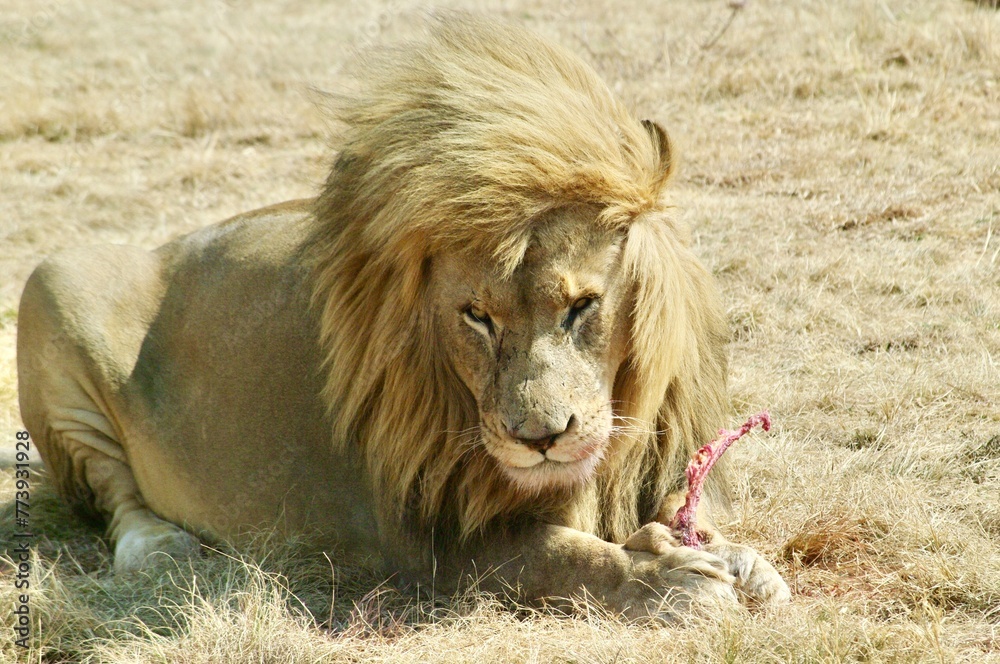 Naklejka premium La chuleta del león