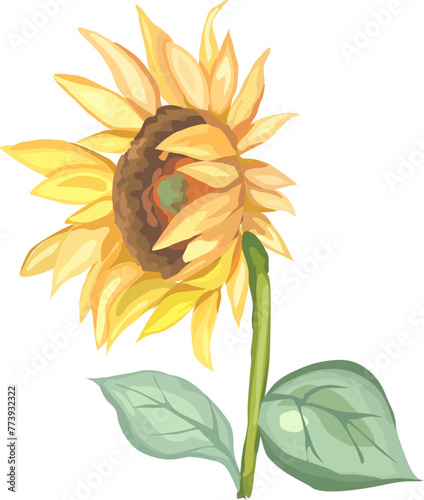 Sunflower illustration on transparent background.
