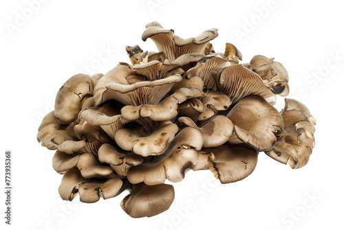 Maitake Mushrooms Isolated on a Transparent Background