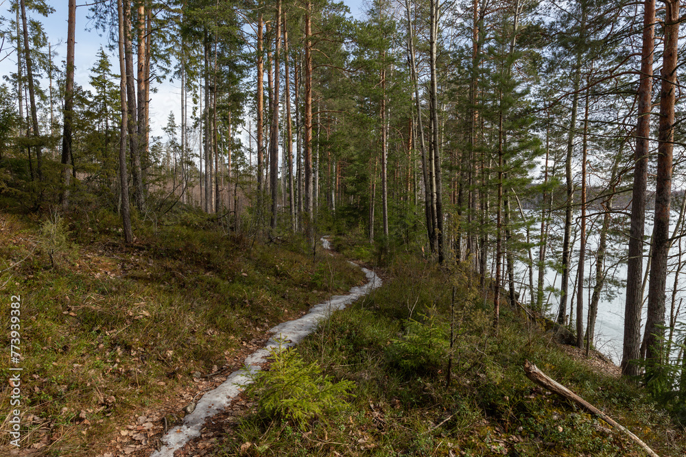 Landscape. Spring forest. A forest path. Most of the snow has already melted