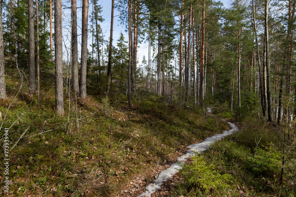 Landscape. Spring forest. A forest path. Most of the snow has already melted