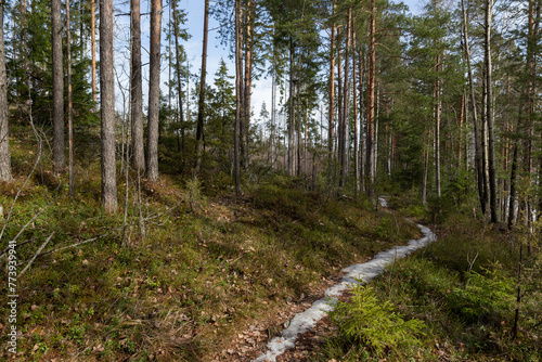 Obraz na płótnie Landscape. Spring forest. A forest path. Most of the snow has already melted w salonie