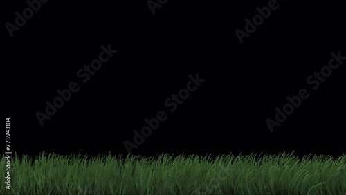 Swaying grass on a transparent alpha channel