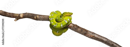 Adult Emerald tree boa wrapped around a branch, Corallus caninus, isolated on white photo
