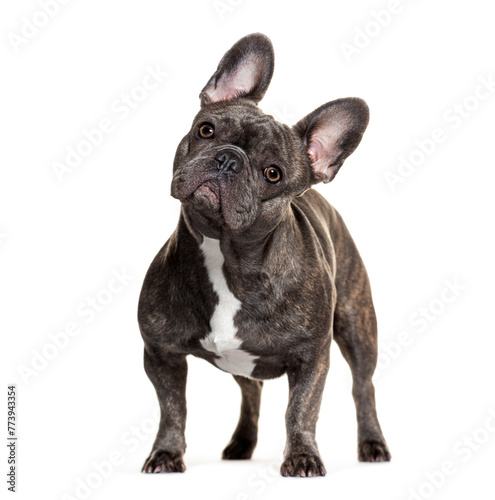 Adorable french bulldog portrait on white background