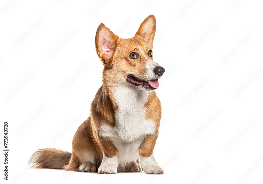 Welsh corgi Cardigan, sitting, looking away and panting, Isolated on white