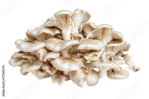 Oyster Mushrooms Isolated on a Transparent Background