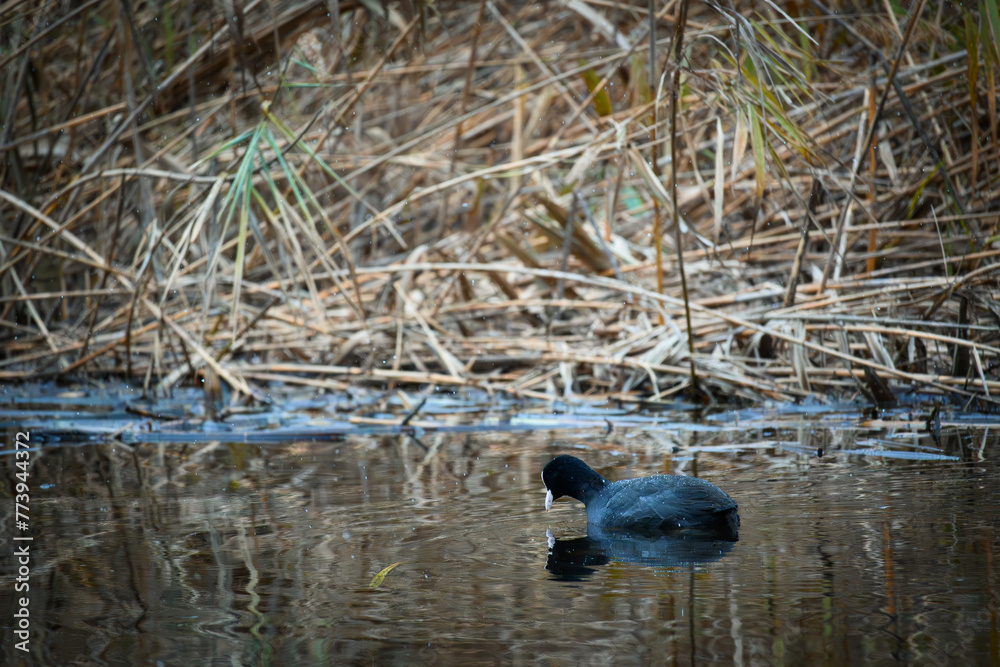 Duck in the Sartirana pond, autumn Duck in the Sartirana pond, autumn