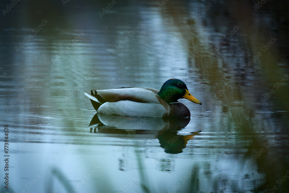 Fototapeta premium Duck in the Sartirana pond, autumn