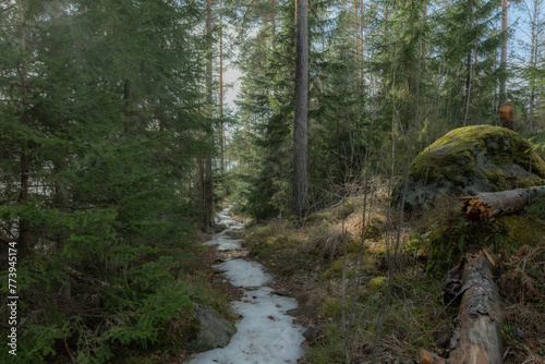 Landscape. Spring forest. A forest path. Most of the snow has already melted