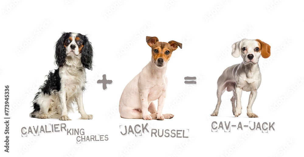 Illustration of a mix between two breeds of dog - Cavalier King Charles Spaniel and Jack Russell Terrier giving birth to a cav-a-jack