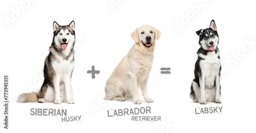 Illustration of a mix between two breeds of dog - Siberian Husky and Labrador retriever giving birth to a Labsky photo
