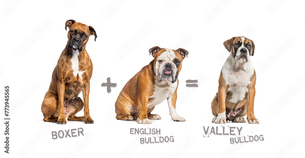 Obraz premium Illustration of a mix between two breeds of dog - boxer and english bulldog giving birth to a valley bulldog