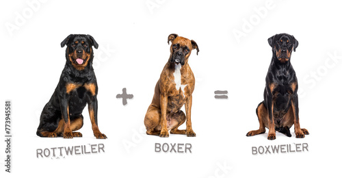 Illustration of a mix between two breeds of dog - Rottweiler and Boxer giving birth to a Boxweiller