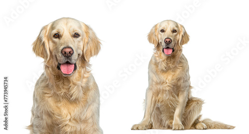 Fototapeta Naklejka Na Ścianę i Meble -  Head shot and full body portrait of a Golden Retriever Sitting,  panting and looking at the camera, isolated on white. Remastered