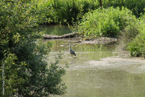 A Majestic Heron Bird Standing in a Woodland Pond.