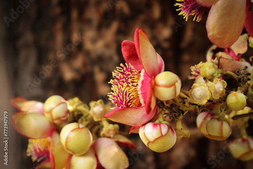 Albero tropicale (Couroupita guianensis) detto anche Albero delle palle di cannone. Primo piano di un fiore appena sbocciato photo