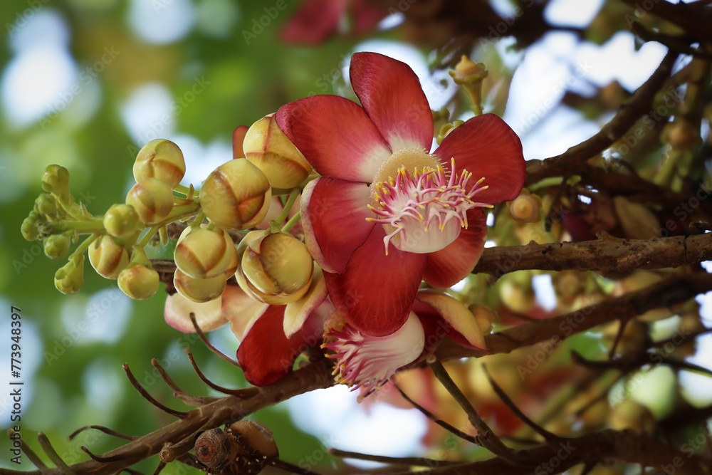 Obraz premium Albero tropicale (Couroupita guianensis) detto anche Albero delle palle di cannone. Primo piano di un fiore appena sbocciato