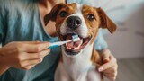 A photo of a cute Jack Russell terrier, to which the owner diligently brushes her teeth, emphasizing the importance of dental health for dogs