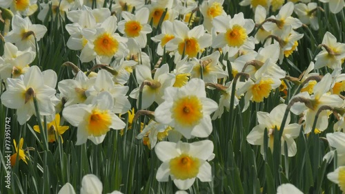 A field of white daffodils blooms on a spring day in the park, slow motion bees fly around