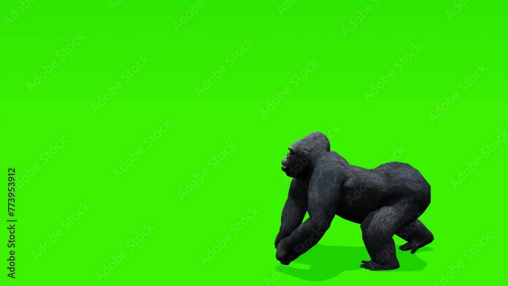 Continuous loop: Captivating scene of a gorilla running gracefully against a lush green backdrop, ideal for creating captivating visual content.