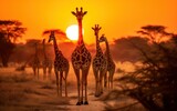 Herd of giraffes in the setting sun