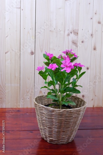 Catharanthus pink flowers on brown wood background