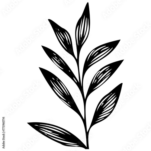 Hand drawn leaves line linear black Strock Symbol visual illustration Wild plant leaves hand drawn black on white background. Forest branch silhouette © Microstocke