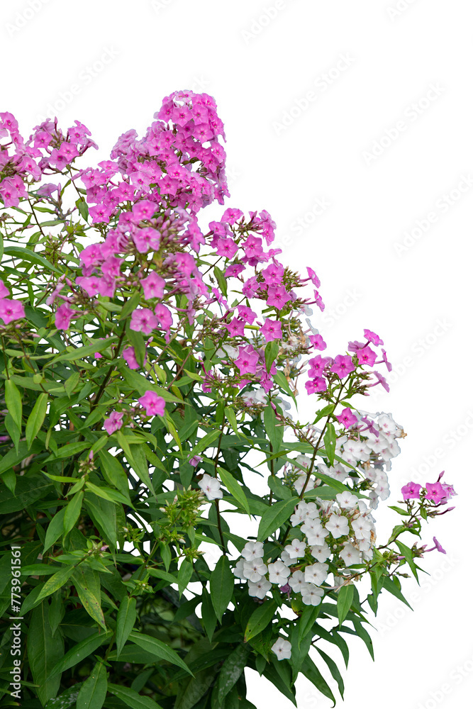 Obraz premium Purple Blooms in Lush Green Garden Setting