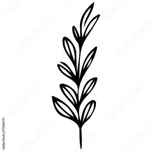 Hand drawn leaves line linear black Strock Symbol visual illustration Hand drawn leaves line linear black Strock Symbol visual illustration hand drawn curly grass and on white background